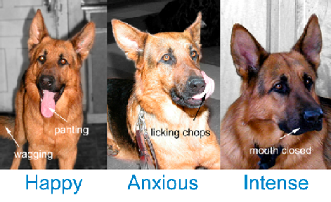 Dog behavior issues collage image