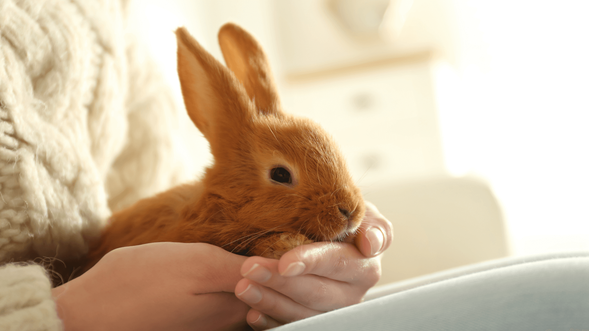 Veterinary Appointment In Spokane Valley, WA | Pet Vet Hospital