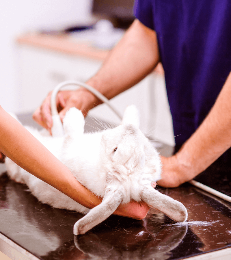 Veterinarians doing ultrasound of a rabbit