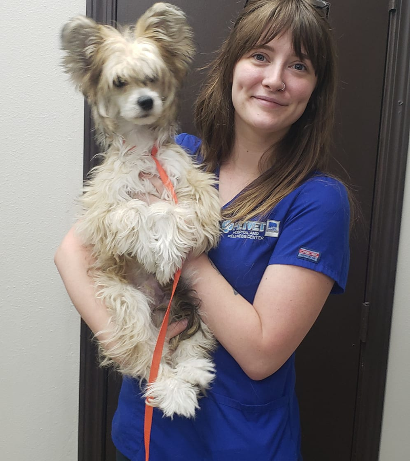 A veterinarian examining a dog wearing surgery cone