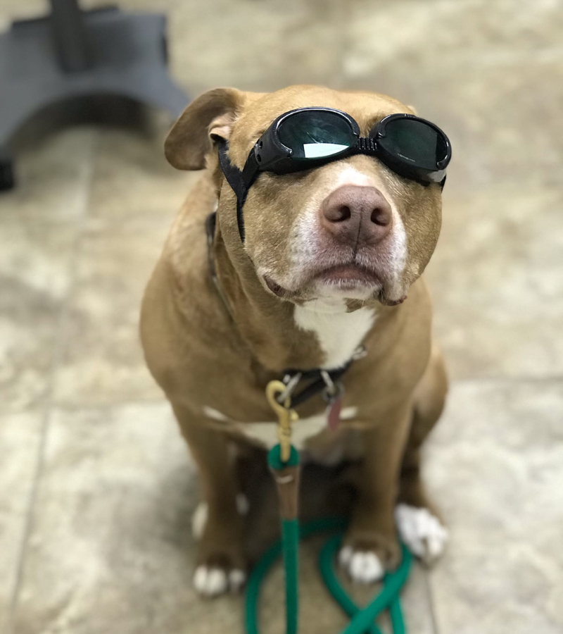 Veterinarians doing laser therapy for a dog