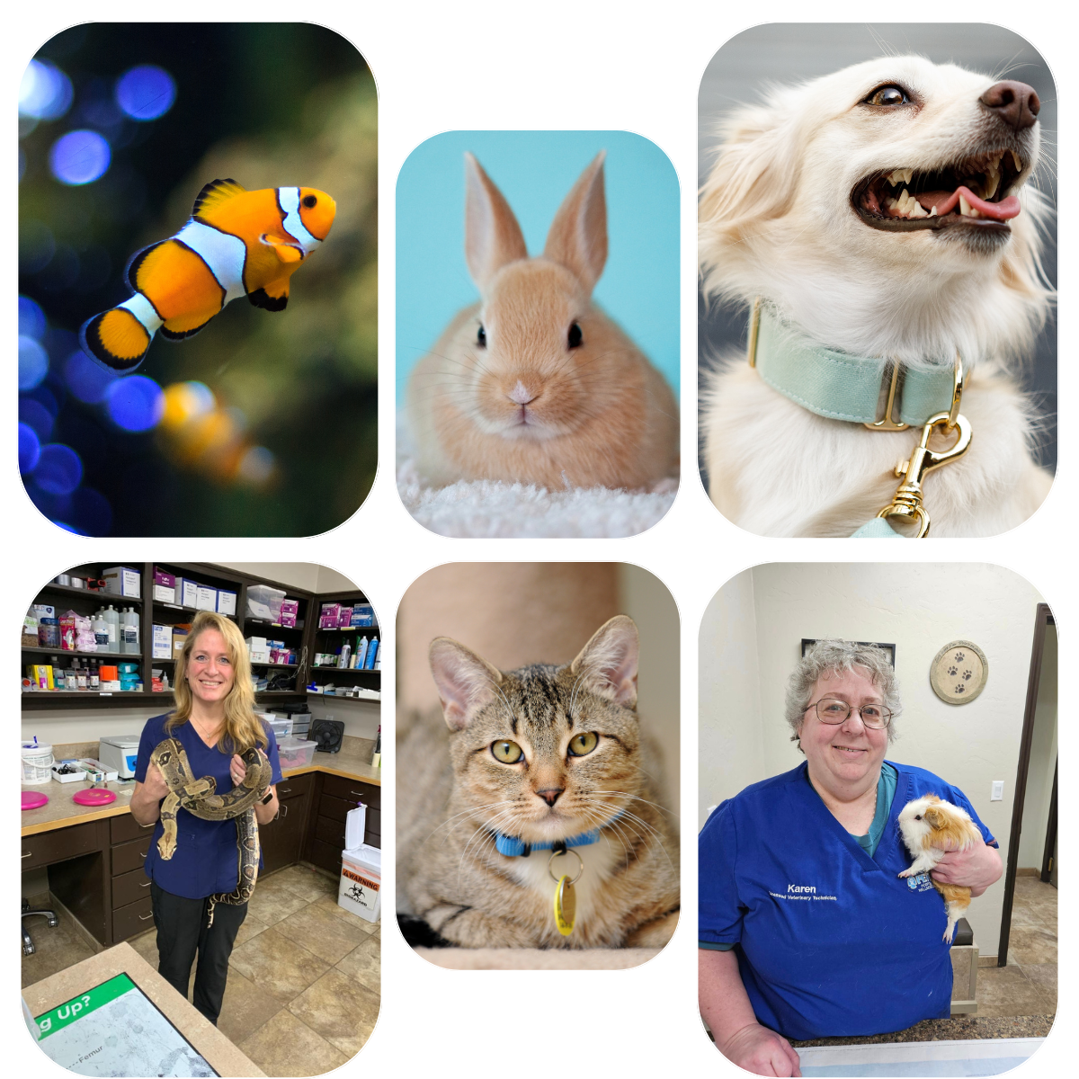 Pets collage image