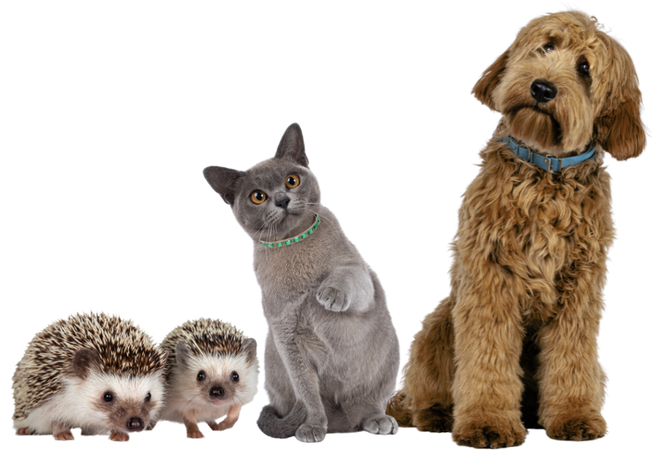 dog cat and hedgehogs