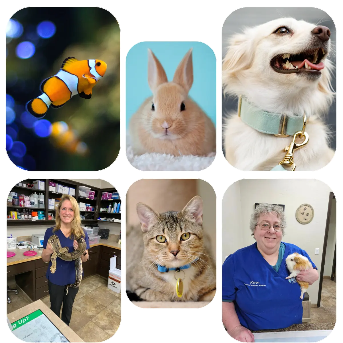 all-pets-collage-updated2 Pets collage image