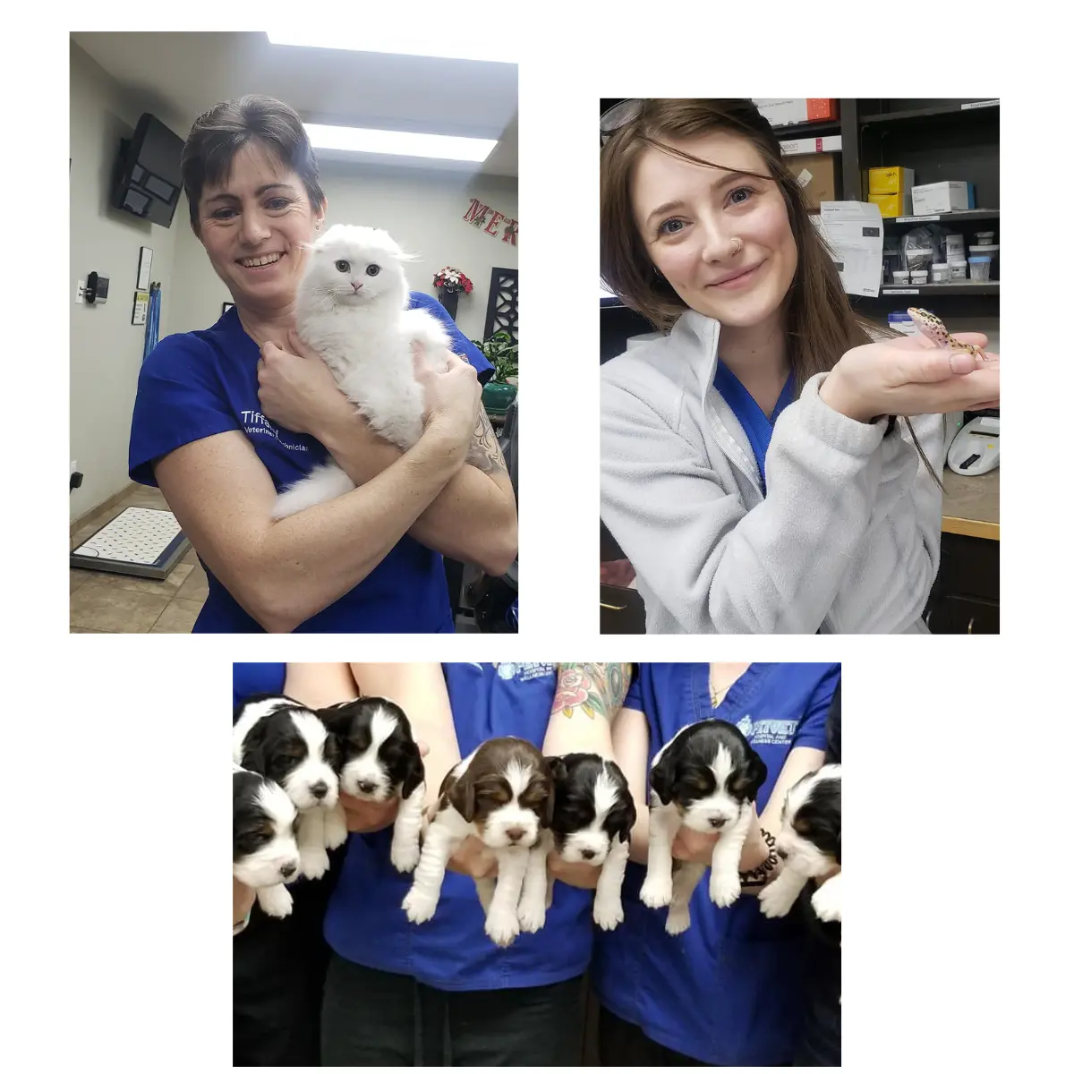 team-image a collage of dogs and cat